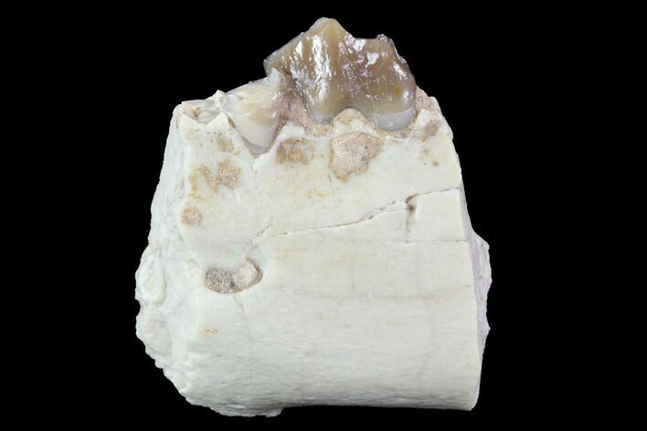 Oligocene Ruminant (Leptomeryx) Jaw Section #91110